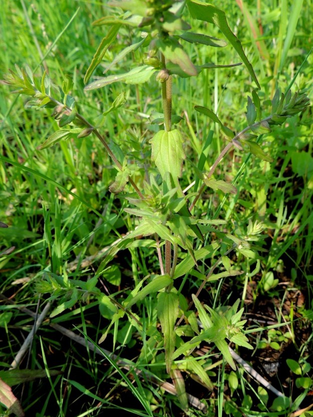 Odontites litoralis subsp. fennicus - suomensuolasänkiön varsi haaroo toisinaan alas asti. Lehdet ovat ruodittomat ja varrella vastakkain sekä ristikkäisesti allekkain. 8.7.2013. Copyright Hannu Kämäräinen.