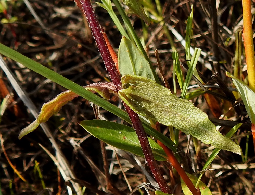 Odontites litoralis subsp. litoralis - lännensuolasänkiön lehtilapa on yleensä alapuolelta yläpintaa vaaleampi ja molemmin puolin lyhyesti karheakarvainen. KP, Siikajoki, Tauvo, Tauvonniemi, Ulkonokanhietikon lounaispuolinen merenrantaniitty ja laidunalue, luonnonsuojelualue, 17.7.2021. Copyright Hannu Kämäräinen.