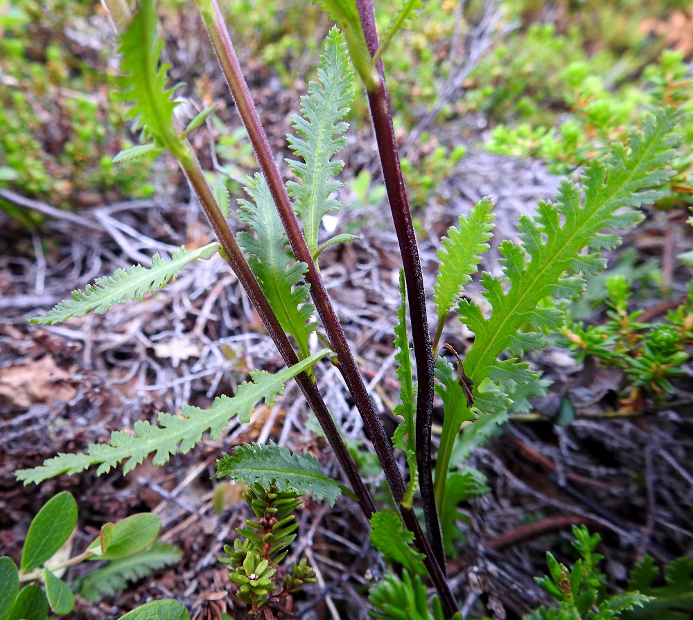 Pedicularis lapponica - lapinkuusion varret ovat haarattomat, tanakat, punaruskeat, alempaa liereät ja kaljut sekä ylempää tylpän nelikulmaiset ja vastakkaisilta sivuiltaan lyhytkarvaiset. Varsilehdet ovat ruodilliset ja varrella kierteisesti tai toisinaan vastakkain. Ruoti on noin 0,3-1 cm pitkä. Lehtilapa on kapeanpuikea, suikea tai lähes tasasoukka ja laidoiltaan parihalkoinen - parijakoinen sekä yleensä noin 1-3 cm pitkä ja leveimmältä kohtaa noin 0,2-0,8 cm leveä. EnL, Enontekiö, Kilpisjärvi, Saanan lounaisrinne, ensimmäisen, matalan pahtaseinämän yläpuolinen tunturikoivikon ja paljakkarinteen raja retkeilykeskuksen kohdalla, luonnonsuojelualue, 635 m mpy, 5.7.2018. Copyright Hannu Kämäräinen.