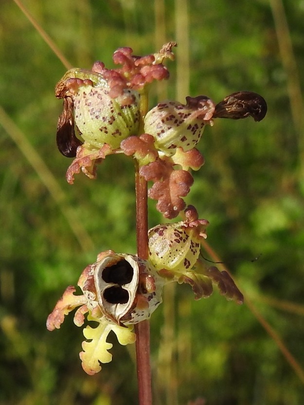 Pedicularis palustris subsp. palustris - kesäluhtakuusion kota avautuu kärjestään. Siemenet ovat soikeahkot, verkkopintaiset, punaruskeat ja noin 2-3 mm pitkät. Kuvassa yksi siemen häämöttää avoimen kotansa pohjalla. EP, Kristiinankaupunki, Siipyy, Norrhamngrundet, Norrhamnen-merenlahden eteläpään lounaiskulma, mökkitonttien välissä oleva merenrantaniitty rantametsikön laidassa, 18.7.2021. Copyright Hannu Kämäräinen.