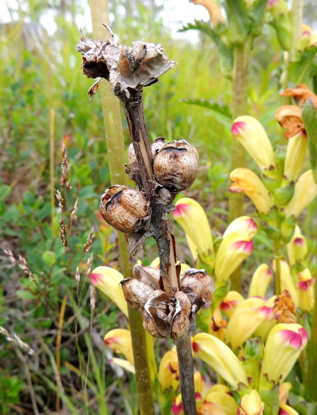 Pedicularis sceptrum-carolinum - kaarlenvaltikan hedelmä on lähes pallomainen, kypsänä ruskea kota, joka on yleensä noin 15-20 mm pitkä ja lähes samanlevyinen. Kota avautuu pystysaumaa myöten. Siemeniä on runsaasti, ja ne ovat kaarevan suikeat tai kuunsirppimäiset sekä noin 3 mm pitkät. Kuvassa oleva kotavarsi on luovuttanut siemenensä jo edellisenä syksynä. 15.7.2015. Copyright Hannu Kämäräinen.