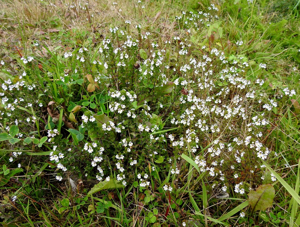 Euphrasia nemorosa - tanakkasilmäruoho on Suomessa muinaistulokas, jonka esiintymisalue yltää etelästä päin Perä-Pohjanmaan ja Kainuun eliömaakuntiin saakka. Enemmän tai vähemmän yleinen se on lähes koko esiintymisalueellaan. Lisäksi muutamia uustulokashavaintoja on myös pohjoisemmista eliömaakunnista. EH, Hämeenlinna, Loimalahti, Sampo, Louhoksentieltä kaakkoon lähtevän peltotieuran laide, 4.9.2020. Copyright Hannu Kämäräinen.