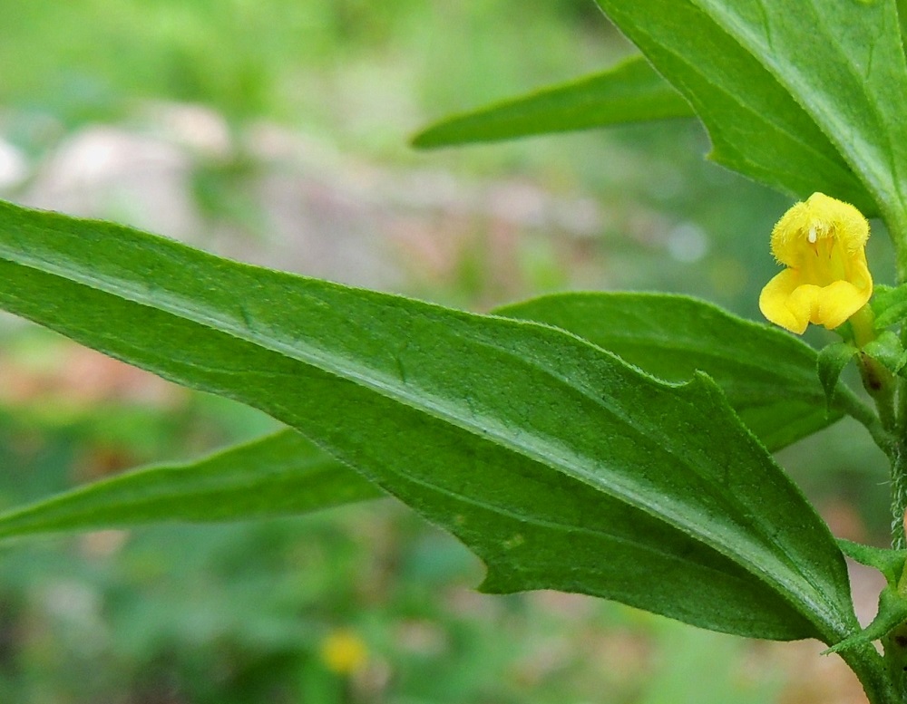 Melampyrum sylvaticum - metsämaitikan kukkien tukilehtinä toimivien lehtien lavassa voi tyviosassa toisinaan olla pienehkö hammaspari tai harvoin kaksikin. Lehdet ovat laitoja myöten hyvin lyhytkarvaiset ja muuten kaljut. Ruoti on yleensä noin 2-5 mm pitkä. St, Pori, Reposaari, eteläosa, lounaispuoli, metsän laide pikkutien varrella, Junnilanjärven kaakkoispään kohdalla, 14.7.2014. Copyright Hannu Kämäräinen.