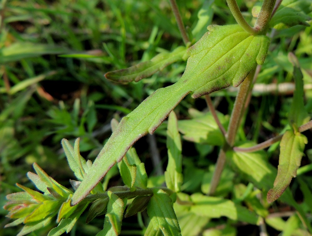 Odontites litoralis subsp. fennicus - suomensuolasänkiön lehdet ovat kapeanpuikeat, kärjestään pitkäsuippuisesti kapenevat, tylpähkökärkiset ja hieman möyheähköt sekä vihreät tai vain hiukan punertavalaikkuiset. Ne ovat päältä kauttaaltaan hyvin lyhytkarvaiset, tavallisesti noin 1,5-4,5 cm pitkät ja leveimmältä kohtaa noin 0,3-0,7 cm leveät. 8.7.2013. Copyright Hannu Kämäräinen.
