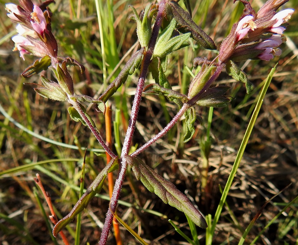 Odontites litoralis subsp. litoralis - lännensuolasänkiön varsi on nelikulmainen ja yleensä ympäri asti lyhytkarvainen sekä punaruskea. KP, Siikajoki, Tauvo, Tauvonniemi, Ulkonokanhietikon lounaispuolinen merenrantaniitty ja laidunalue, luonnonsuojelualue, 17.7.2021. Copyright Hannu Kämäräinen.