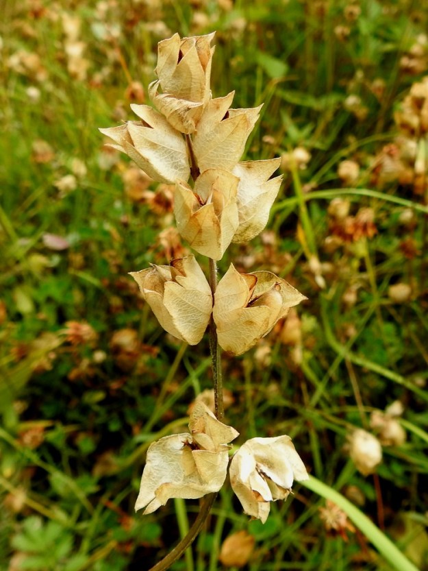 Rhinanthus angustifolius - isolaukun kotien kypsyessä koko verso kuivuu jäykäksi törröttäjäksi, jonka heiluessa siemenet rapistelevat kodan seiniä vasten. Niinpä laukkujen ruotsinkieliseksi sukunimeksi on valittu tätä vaihetta kuvaava skallra, helistin tai kalistin. Kannastaan irronneet siemenet ovat yksivuotiselle kasville elintärkeät. Kodan avautuessa sivusaumoistaan siemenet eivät pääse verhiöpussin vuoksi varisemaan suoraan alas. Kun riittävän voimakas tuuli heiluttaa jäykkävartista versoa, kiekkomaiset siemenet sinkoutuvat ulos verhiöstä ja liitävät siipipalteensa avulla verson ympäristöön. A, Finström, Bastö, pohjoiskärki, koilliskulma, Ekudden, tammi- ja saarnivaltainen niemi, itälaidan vetinen merenrantaniitty, 14.7.2022. Copyright Hannu Kämäräinen.