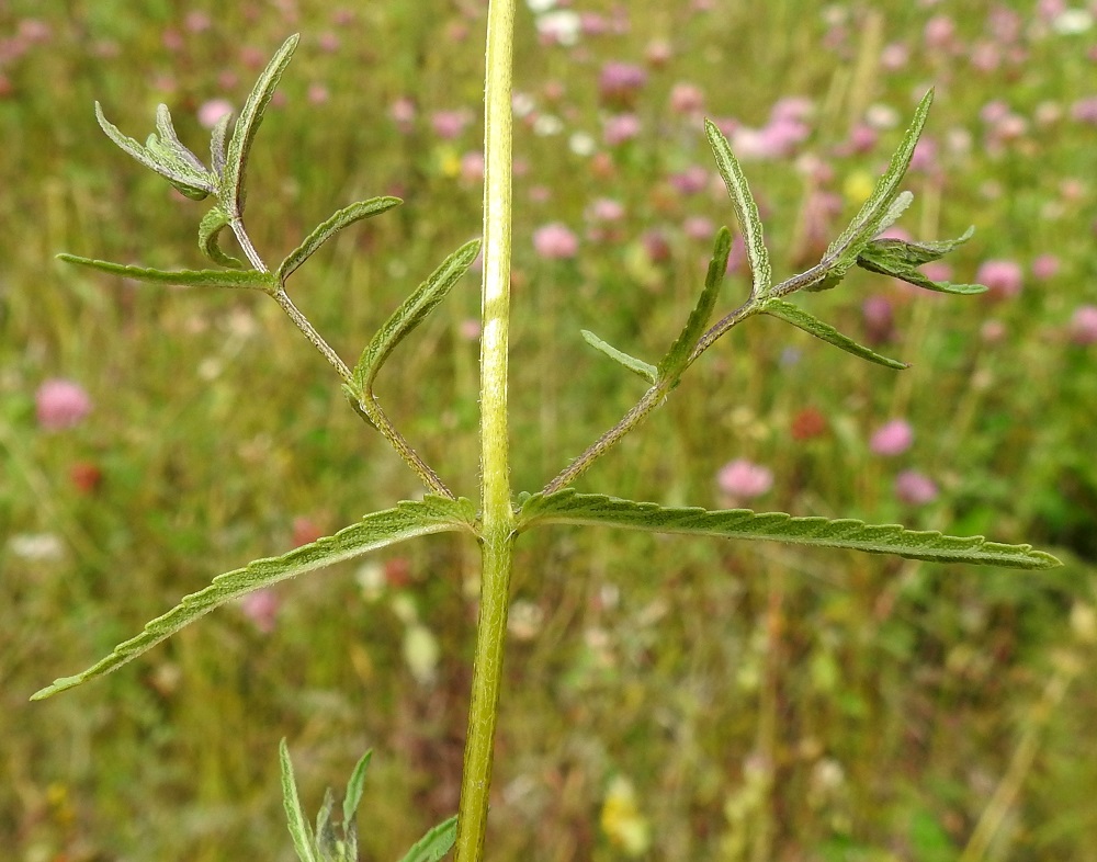 Rhinanthus minor subsp. stenophyllus - syyspikkulaukun lehdet ovat ruodittomat, hyvin kapeanpuikeat, ohuehkot, vihreät ja aivan lyhytkarvaiset. Laitahampaat ovat matalat, etuviistoon siirottavat ja tylpähkökärkiset. Keskimmäisissä lehdissä on yleensä enintään 10-13 suoniparia. Lapa on tavallisesti noin 2,5-5 cm pitkä ja leveimmältä kohtaa noin 0,5-1 cm leveä. Varsi on kaljuhko tai vastakkaisilta sivuiltaan vaihtelevasti karvainen. 26.7.2017. Copyright Hannu Kämäräinen.