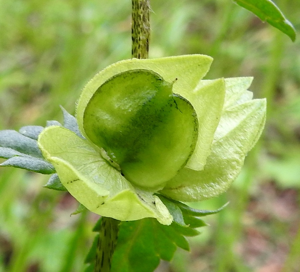 Rhinanthus minor subsp. groenlandicus - lapinpikkulaukun kota on pyöreän ja litteän kiekkomainen, kalju sekä kypsänä kellanruskehtava. Se on yleensä noin 10-12 mm pitkä ja noin pituutensa levyinen. Kodan kärjessä on lyhyehkö nipukka jäänteenä emin vartalosta. Kota avautuu litteän laidan sivusaumoja myöten. EnL, Enontekiö, Kilpisjärvi, Saanan lounainen alarinne lehtojensuojelualueen kaakkoispuolella, loivasti Saanaa kohti nouseva tunturikoivikkorinne, 565 m mpy, 16.7.2023. Copyright Hannu Kämäräinen.