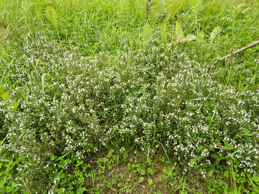 Euphrasia nemorosa - tanakkasilmäruoho muodostaa aika usein hyvin tiheitä ja laajojakin kasvustolaikkuja. Kasvupaikkoina ovat lähinnä niityt, kalliokedot, laitumet, pientareet, tienvarret, pihat ja joutomaat. EH, Hämeenlinna, Loimalahti, Sampo, Sammonsuontien koillispuolella oleva kesantopeltoalue, entisellä pellolla kulkevan polun laitaruohikko, 19.8.2023. Copyright Hannu Kämäräinen.