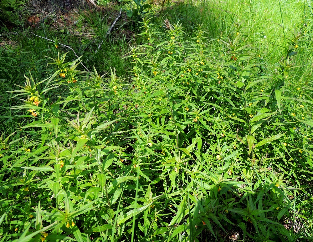 Melampyrum sylvaticum - metsämaitikka on Suomessa alkuperäinen laji, jota tavataan koko maassa. Se on muualla yleinen tai hyvin yleinen mutta Enontekiön Lapin ja Inarin Lapin eliömaakunnissa harvinainen. St, Pori, Reposaari, eteläosa, lounaispuoli, metsän laide pikkutien varrella, Junnilanjärven kaakkoispään kohdalla, 14.7.2014. Copyright Hannu Kämäräinen.