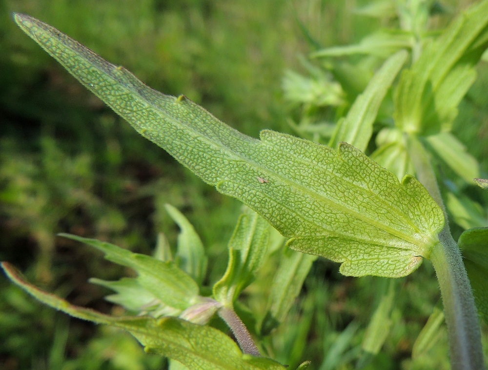 Odontites litoralis subsp. fennicus - suomensuolasänkiön lehdet ovat alta lähinnä suonia myöten hyvin lyhytkarvaiset. Laita on harvakseen matalahampainen ja enintään hiukan alaspäin kiertynyt. 8.7.2013. Copyright Hannu Kämäräinen.