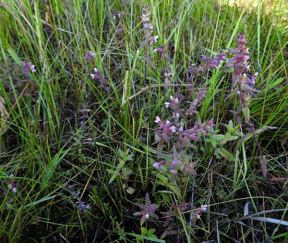 Odontites litoralis subsp. litoralis - lännensuolasänkiö, kuten koko lajikin, on Suomessa alkuperäinen, ja sen esiintymisalue yltää Ahvenanmaan, Varsinais-Suomen ja Uudenmaan eliömaakunnista Pohjanlahden rannikkoa myöten Perä-Pohjanmaan eliömaakuntaan saakka. Yleisempi se on maan lounaisosassa ja harvinainen muualla rannikkoseudulla. KP, Siikajoki, Tauvo, Tauvonniemi, luoteisosa, Munahiedan pohjoispuoli, merenrantaniitty ja laidunalue luonnonsuojelualueen rajalla, 17.7.2021. Copyright Hannu Kämäräinen.