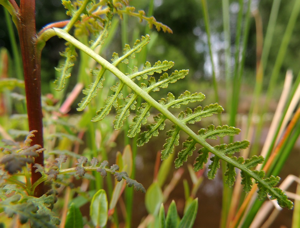 Pedicularis palustris subsp. palustris - kesäluhtakuusion lehtiruoti on noin 1-4 mm pitkä ja usein karvainen. Lavan uloimmat sivulehdykät ovat puikean soikeahkot, laidoiltaan hampaiset ja tavallisesti noin 2-7 mm pitkät sekä noin 1-4 mm leveät. EH, Somero, Viuvala, Viuvalannummi, Heposuo, luonnonsuojelualue, suon länsipää Helsingintien (tie 280) varressa, 4.7.2013. Copyright Hannu Kämäräinen.