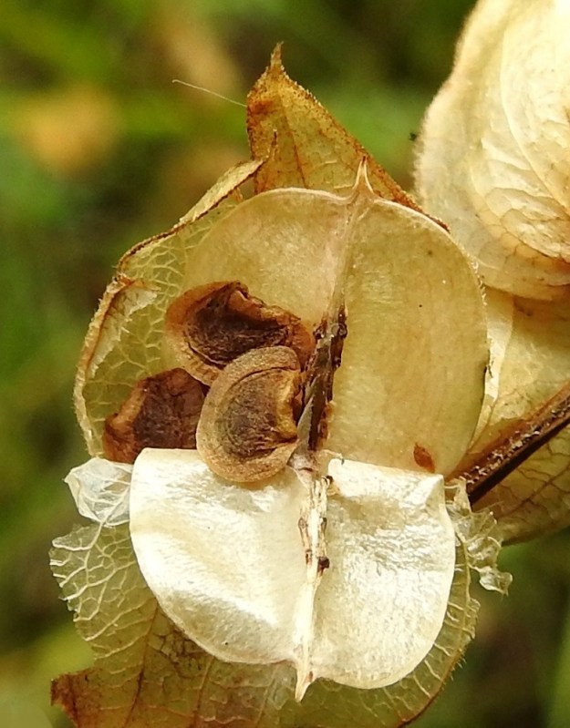 Rhinanthus angustifolius - isolaukun kellanruskehtava kota avautuu litteän laidan sivusaumoja myöten, ja siinä on kahdessa lokerossa yhteensä tavallisesti kuusi siementä. Niittyisolaukun, subsp. grandiflorus, siemenet ovat litteät, leveän pyöreähköt, siipipalteiset ja ruskeahkot sekä palteineen 4-5 mm läpimitaltaan. Suomesta ilmeisesti jo hävinnyt rikkaisolaukku, subsp. apterus, on helpoin tunnistaa siemenistään, sillä ne ovat paksummat, siipipalteettomat ja siten pienemmät, 3-3,5 mm läpimitaltaan ja 1-1,5 mm paksut. Hedelmävaiheessa verhiöt kuivuvat kalvomaisiksi. A, Finström, Bastö, pohjoiskärki, koilliskulma, Ekudden, tammi- ja saarnivaltainen niemi, itälaidan vetinen merenrantaniitty, 14.7.2022. Copyright Hannu Kämäräinen.