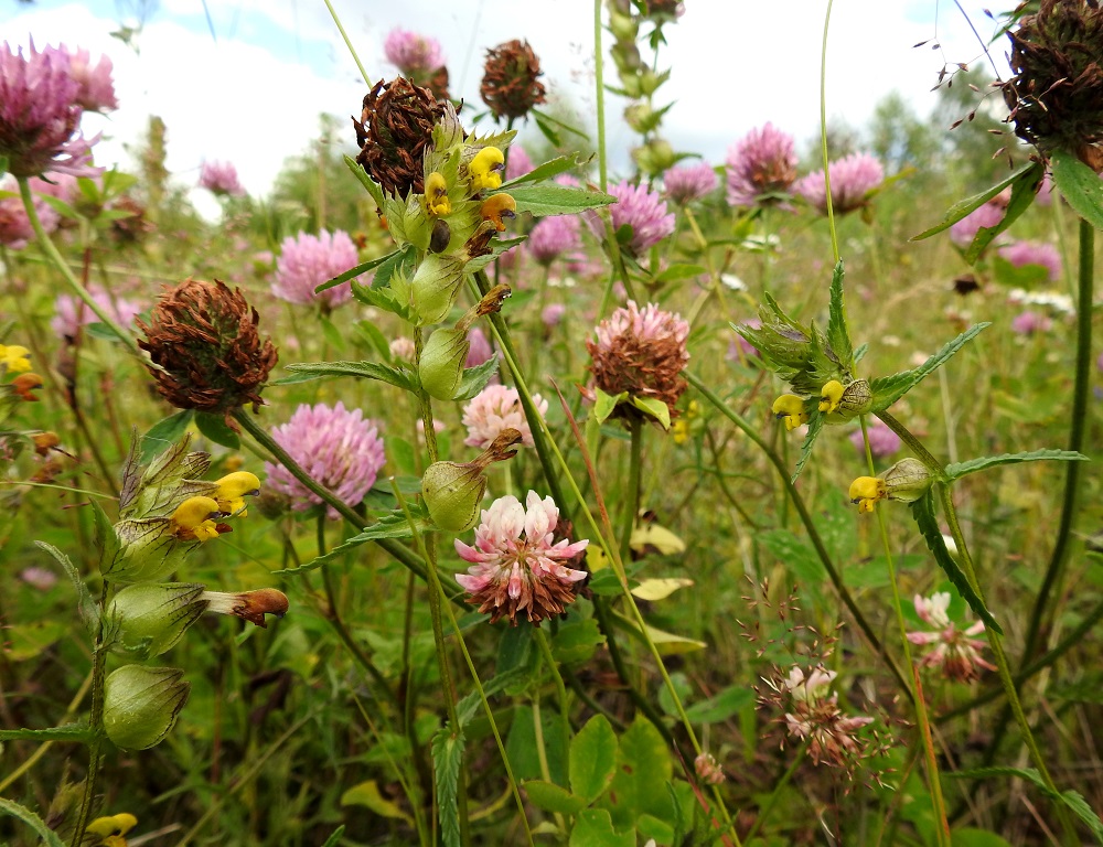 Rhinanthus minor subsp. stenophyllus - syyspikkulaukku on sukunsa tavoin puoliloinen. Siemenistä itävä taimi yhteyttää kyllä normaalisti. Se ei kuitenkaan tyydy pelkästään omiin juuriinsa, vaan omaa kyvyn hyödyntää menestymisessään muuta ympäröivää, ruohoista kasvikuntaa, erityisesti hernekasveja. Vaikka laukkujen pääjuuri on vaatimaton, sivujuuriin kehittyy pieniä imujuuria, jotka kykenevät tunkeutumaan lähellä kasvavien lajien tehokkaampaan juuristoon. Kuvassa loisittavina ovat "typpimestarit" puna-apila, Trifolium pratense ja alsikeapila, T. hybridum. 26.7.2017. Copyright Hannu Kämäräinen.