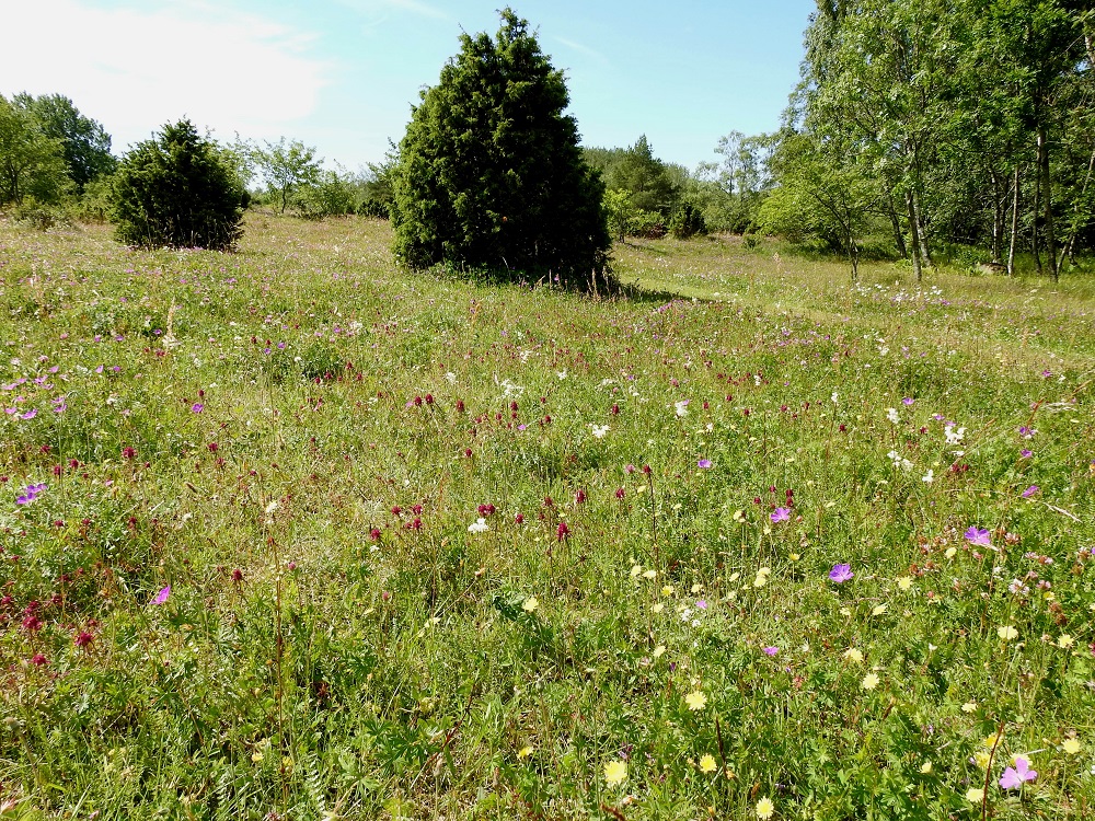 Melampyrum cristatum - tähkämaitikan kasvupaikkoina ovat lähinnä kedot, kuivahkot lehtoniityt, lehdesniityt, kalliopengermät ja pientareet. Lajia voidaan pitää kalkinsuosijana. 10.7.2017. Copyright Hannu Kämäräinen.