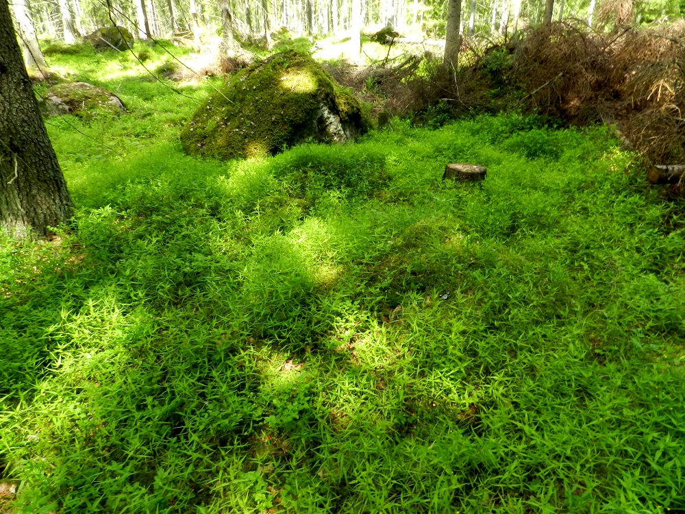 Melampyrum sylvaticum - metsämaitikan kasvupaikkoina ovat lähinnä tuoreet ja lehtomaiset metsät, tuoreet kangasmetsät, metsänreunat, niityt ja pientareet. U, Loviisa, Pernaja, Strömslandintien varrella oleva Grevböle, Hormnäsfjärdenin länsiranta, Hormviken, merenrantaniityn laitametsä, 20.6.2012. Copyright Hannu Kämäräinen.