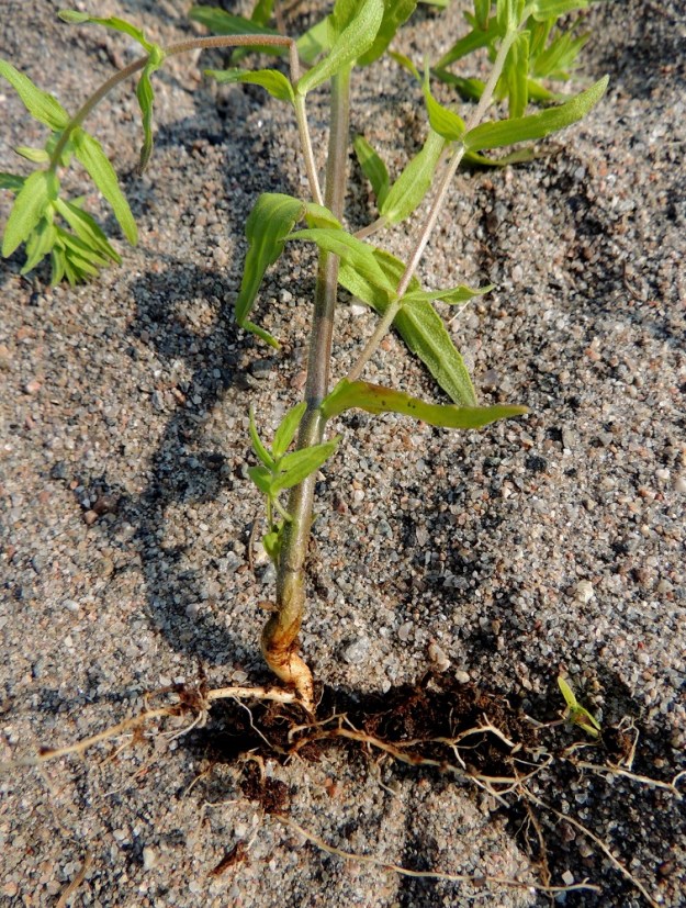Odontites litoralis subsp. fennicus - suomensuolasänkiön pääjuuri on pieni. Sivujuuriin kasvaa ohuita imujuuria, jotka kohdatessaan jonkin toisen ympärillä kasvavan lajin juuren, erittävät siihen solukkoa liuottavaa entsyymiä ja kasvavat syntyneestä aukosta juuren sisään hyödyntämään sen ravintovirtaa. 8.7.2013. Copyright Hannu Kämäräinen.