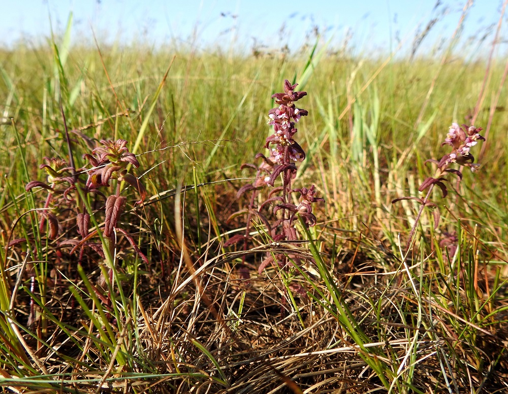 Odontites litoralis subsp. litoralis - lännensuolasänkiön kasvupaikkoina ovat merenrantaniityt yleensä vain vähän keskivedenkorkeuden yläpuolella. Laji on muiden sänkiöiden tavoin puoliloinen, joka yhteyttää kyllä normaalisti, mutta omaa myös kyvyn varmistaa yksivuotiselle kasville elintärkeän siementuotannon loisimalla ympäröivän kasvuston juurista itselleen lisäravinteita. KP, Siikajoki, Tauvo, Tauvonniemi, itälaita, Ulkonokanhietikon etelälaidan merenrantaniitty ja laidunalue, luonnonsuojelualue, 17.7.2021. Copyright Hannu Kämäräinen.