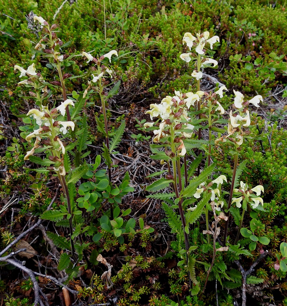 Pedicularis lapponica - lapinkuusion kasvupaikkoina ovat lähinnä alapaljakan tunturikankaat ja -niityt, tunturikoivikot, jokirannat ja puronvarret sekä alempana karut kangasmetsät. Vaikka kukkien pölytys yleensä onnistuukin hyvin, lajia vaivaavat siemenloiset, jotka pahimpina vuosina voivat syödä koko kehittyvän sadon. Usein tehokkaimmaksi levittäytymistavaksi jääkin yhä laajemmalle suikertava juuristo. Kuvassa (tunturi)kurjenkanervan, Phyllodoce caerulea, ja (taiga)juolukan, Vaccinium uliginosum, keskellä kasvavat varretkin lienevät samaa, kasvullisesti laajentunutta yksilöä. EnL, Enontekiö, Kilpisjärvi, Saanan lounaisrinne, ensimmäisen, matalan pahtaseinämän yläpuolinen tunturikoivikon ja paljakkarinteen raja retkeilykeskuksen kohdalla, luonnonsuojelualue, 635 m mpy, 5.7.2018. Copyright Hannu Kämäräinen.