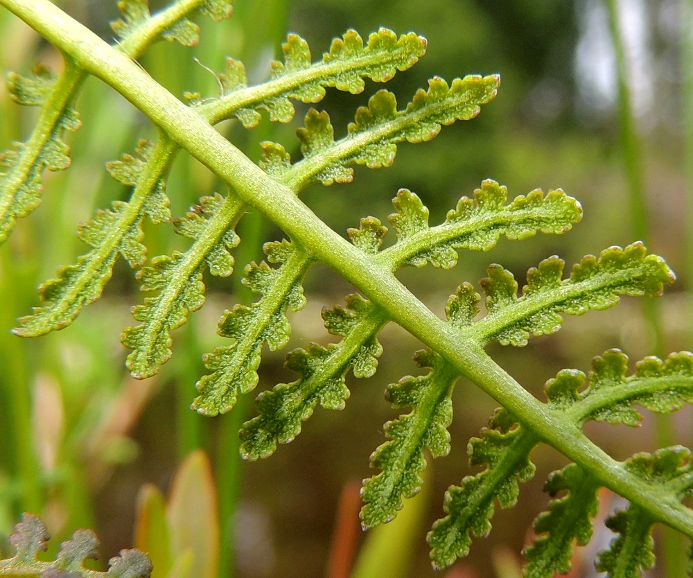 Pedicularis palustris subsp. palustris - kesäluhtakuusion ja muidenkin alalajien lehdet ovat päältä kaljut sekä alta karvattomat tai niukkakarvaiset ja hyvin pieninystyiset. Pintaa vaaleampien nystyjen havaitseminen vaatii reilua suurennusta. EH, Somero, Viuvala, Viuvalannummi, Heposuo, luonnonsuojelualue, suon länsipää Helsingintien (tie 280) varressa, 4.7.2013. Copyright Hannu Kämäräinen.