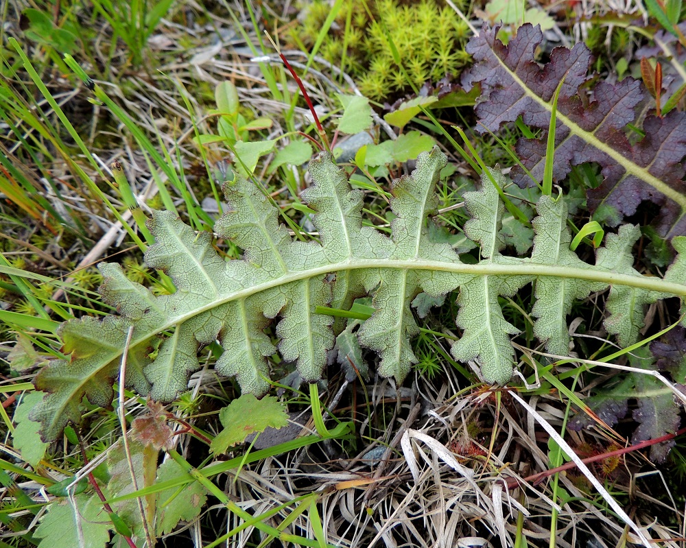 Pedicularis sceptrum-carolinum - kaarlenvaltikan lehdet ovat kaljut, alapinnalta yläpuolta vaaleammat ja kohosuoniset. 15.7.2015. Copyright Hannu Kämäräinen.