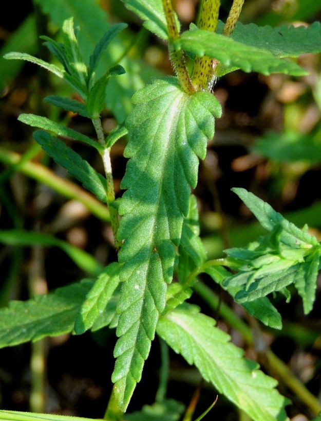 Rhinanthus angustifolius - isolaukun lehdet ovat ruodittomat, kapeanpuikeat tai lähes tasasoukat ja laidoiltaan kärkeä kohti suuntautuneen matala- ja tylpähköhampaiset. Ne ovat vihreät tai kellanvihreät ja tavallisesti noin 3-8 cm pitkät sekä leveimmältä kohtaa noin 0,3-1,5 cm leveät. Niittyisolaukun lehtilavassa on yleensä enintään noin 15 suoniparia, kun niitä rikkaisolaukulla on noin 15-25. U, Helsinki, Kallahti, Kallahdenniemi, lounaissivun laaja, hiekkainen merenranta-alue, 8.7.2013. Copyright Hannu Kämäräinen.