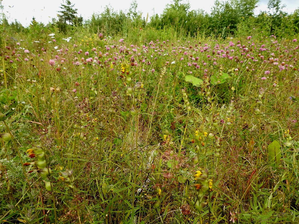 Rhinanthus minor subsp. stenophyllus - syyspikkulaukku on Suomessa muinaistulokas, jonka esiintymisalue yltää etelästä päin Kittilän Lapin ja Sompion Lapin eliömaakuntiin. Alalaji on yleinen eteläisessä Suomessa ja muualla harvinainen. Lisäksi se on harvinainen uustulokas Enontekiön ja Inarin Lapin eliömaakunnissa. Kasvupaikkoina ovat lähinnä erilaiset niityt, kedot, laitumet, kaikenlaiset pientareet ja tienvarret sekä joutomaat. 26.7.2017. Copyright Hannu Kämäräinen.