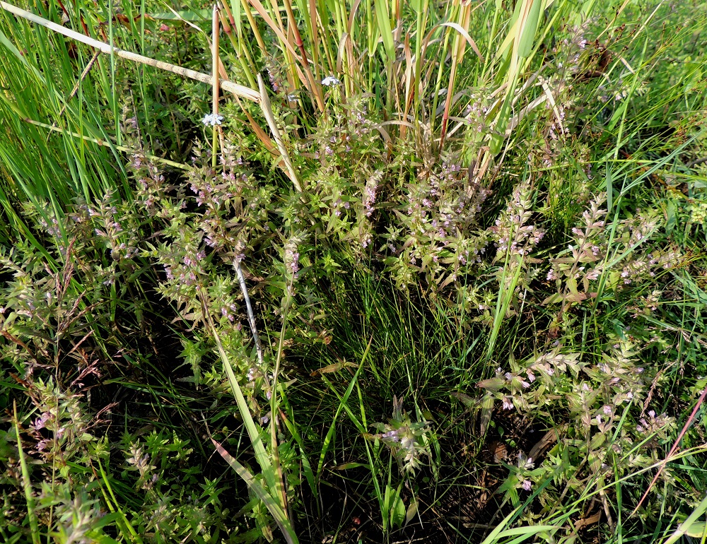 Odontites litoralis subsp. fennicus - suomensuolasänkiö ei kasva missään muualla kuin Suomessa. Se on aikojen kuluessa kehittynyt kotoperäiseksi alalajikseen juuri Suomenlahden rannikolla. Kasvupaikkoina ovat hiekkaiset, soraiset tai kivikkoiset merenrantaniityt yleensä vain vähän keskivedenkorkeuden yläpuolella. 8.7.2013. Copyright Hannu Kämäräinen.