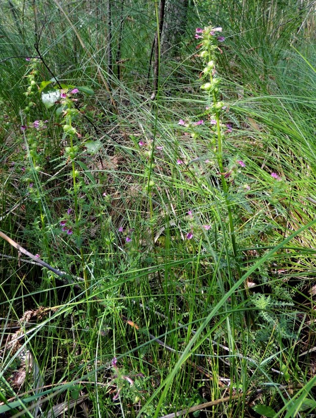 Pedicularis palustris subsp. palustris - kesäluhtakuusio, kuten koko lajikin, on Suomessa alkuperäinen. Nimialalaji on yleinen etelästä päin Oulun Pohjanmaan ja Kainuun eliömaakuntiin saakka sekä harvinainen Perä-Pohjanmaan, Koillismaan ja Kittilän Lapin eliömaakunnissa. Kasvupaikkoina ovat lähinnä merenrantaniityt, luhtaiset järven- ja joenrannat sekä suot ja suoniityt. EH, Tammela, Porras, Nummilankulma, Härkätien (tie 2824) eteläpuoli, tien ja Karjaharjun välinen suoalue Likolammista laskevan Vääräojan varrella, luonnonsuojelualue, 4.7.2013. Copyright Hannu Kämäräinen.