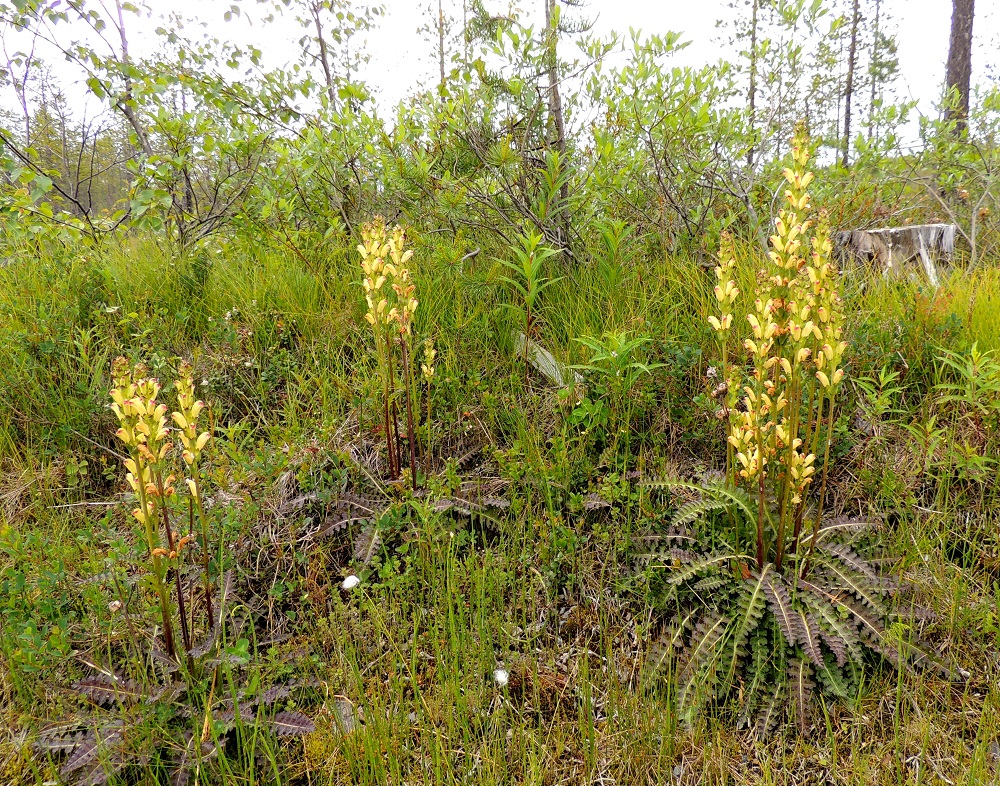 Pedicularis sceptrum-carolinum - kaarlenvaltikka on Suomessa alkuperäinen, ja sitä esiintyy tai on esiintynyt kaikissa eliömaakunnissa Ahvenanmaata lukuun ottamatta. Laji on harvinainen ja entisestään harvinaistunut maan etelä- ja keskiosissa. Pohjois-Suomessa, Oulun Pohjanmaan ja Kainuun eliömaakuntien linjalta pohjoiseen, kaarlenvaltikka on sopivilla kasvupaikoilla edelleen yleinen tai yleisehkö ja elinvoimainen. Kasvupaikkoina ovat lähinnä karujen järvien, jokien ja purojen rannat ja tulvaniityt, tihkupinnat, ohutturpeiset soistumat, kosteat niityt sekä ojat pientareineen. 15.7.2015. Copyright Hannu Kämäräinen.