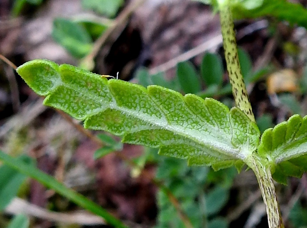Rhinanthus minor subsp. groenlandicus - lapinpikkulaukun lehdet ovat hyvin lyhytkarvaiset. Keskimmäisissä lehdissä on yleensä enintään kymmenen suoniparia. EnL, Enontekiö, Kilpisjärvi, Saanan lounainen alarinne lehtojensuojelualueen kaakkoispuolella, loivasti Saanaa kohti nouseva tunturikoivikkorinne, 565 m mpy, 16.7.2023. Copyright Hannu Kämäräinen.