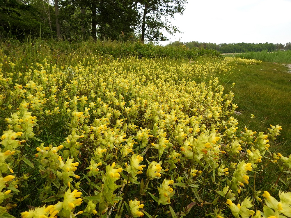 Rhinanthus angustifolius - isolaukku on Suomen rannikkoalueilla alkuperäinen ja sisämaassa muinaistulokas. Sen luontainen esiintymisalue yltää etelästä päin Kittilän Lapin ja Sompion Lapin eliömaakuntiin saakka. Tulokkaana sitä on tavattu myös Enontekiön ja Inarin Lapin eliömaakunnista. Alalaji on Lapin eliömaakuntiin saakka yleinen ja Lapissa harvinainen. A, Jomala, Ramsholm, luonnonsuojelualue, niemen eteläosan länsilaidan merenrantaniitty, 18.6.2023. Copyright Hannu Kämäräinen.