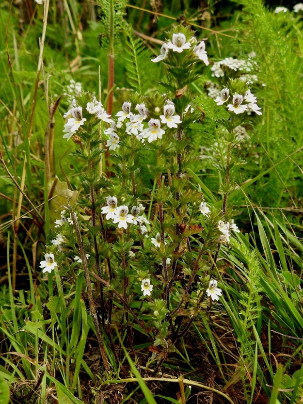 Euphrasia nemorosa - tanakkasilmäruoho on yksivuotinen, pysty ja tavallisesti noin 7-20 cm korkea ruoho, jonka varsi on tanakka ja usein runsashaarainen. EH, Hämeenlinna, Loimalahti, Sampo, Louhoksentieltä kaakkoon lähtevän peltotieuran laide, 4.9.2020. Copyright Hannu Kämäräinen.