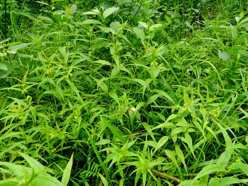 Melampyrum sylvaticum - metsämaitikka on yhdessä sisarlajinsa kangasmaitikan, M. pratense, kanssa ainoita umpeutuneessa metsämaastossa menestyviä yksivuotisia kasvilajeja. Se on muiden maitikoiden tavoin puoliloinen keräten osan ravinteistaan erityisesti metsäkuuselta, Picea abies ja (kangas)mustikalta, Vaccinium myrtillus. Kasvustot voivat hieman aukkoisemmalla paikalla muodostua tiheiksikin. EH, Hämeenlinna, Majalahti, Hirsimäki, metsämaastossa kulkevan maakaasulinjan laiteet Louhoksentien koillispuolella, 8.7.2012. Copyright Hannu Kämäräinen.