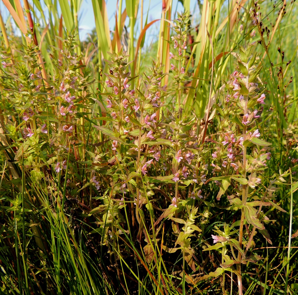 Odontites litoralis subsp. fennicus - suomensuolasänkiö on yksivuotinen, pysty ja tavallisesti noin 15-30 cm, joskus jopa 40 cm korkea ruoho. Suolasänkiö on lajina Itämeren alueella kotoperäinen eli endeeminen. Suomessa siitä esiintyy kaksi alalajia, lounaaseen ja länsirannikolle painottuva lännensuolasänkiö, subsp. litoralis ja suomensuolasänkiö, joka kasvaa Suomenlahden rannikolla, Uudenmaan ja Etelä-Karjalan eliömaakunnissa. U, Helsinki, Kallahti, Kallahdenniemi, lounaissivu, laaja, hiekkainen merenranta-alue, 8.7.2013. Koko kuvasarja on samalta kasvupaikalta. Copyright Hannu Kämäräinen.