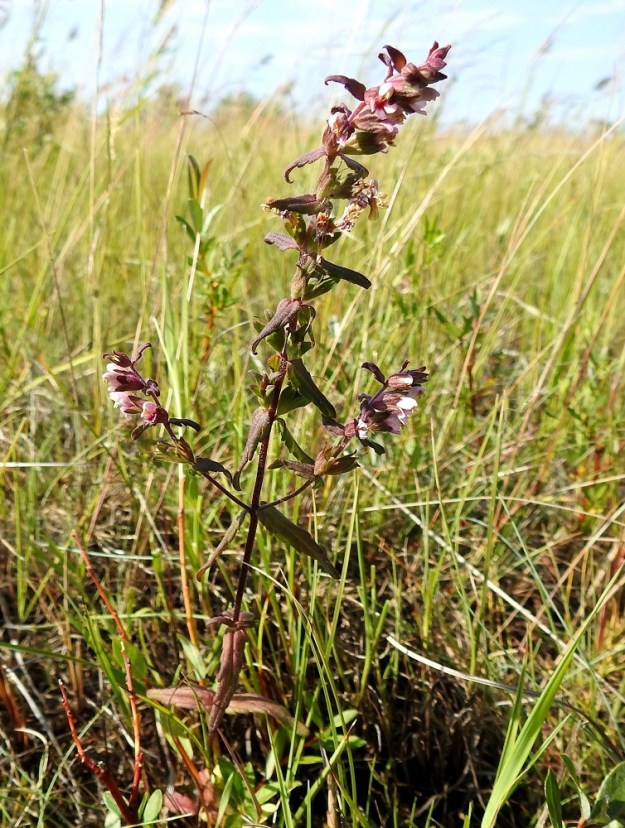 Odontites litoralis subsp. litoralis - lännensuolasänkiö on yksivuotinen, pysty ja tavallisesti noin 10-20 cm korkea ruoho. Varsi on useimmiten haaraton tai toisinaan yläosastaan niukka- ja lyhythaarainen. Lehdet ovat varrella vastakkain ja ristikkäisesti allekkain. Lehtien pituus on yleensä noin varren nivelvälin mittainen tai sitä lyhyempi. KP, Siikajoki, Tauvo, Tauvonniemi, Ulkonokanhietikon lounaispuolinen merenrantaniitty ja laidunalue, luonnonsuojelualue, 17.7.2021. Copyright Hannu Kämäräinen.