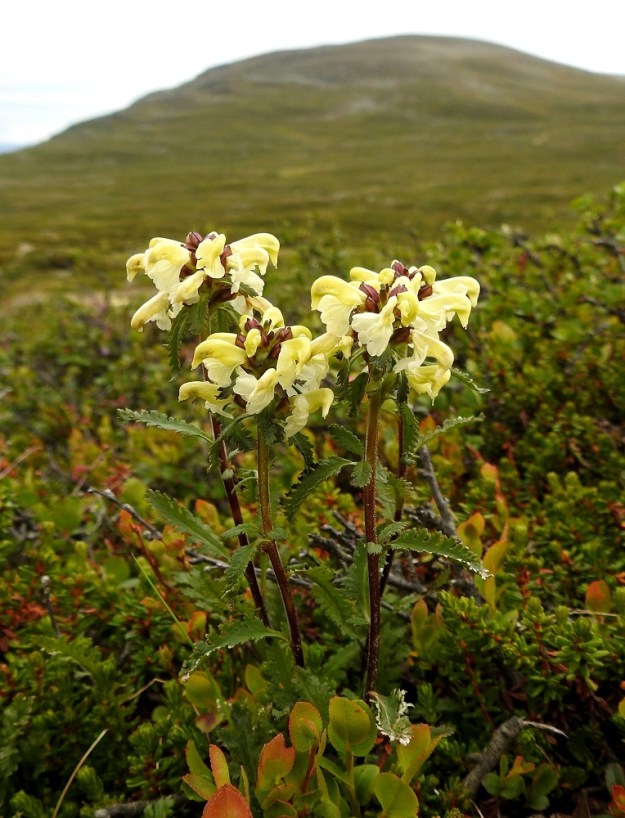 Pedicularis lapponica - lapinkuusio on monivuotinen, pysty ja tavallisesti noin 15-25 cm korkea ruoho. Yksilöt ovat yksi- tai monivartisia. Kuvan taustalla näkyy Korkea-Jehkas -tunturi (950 m mpy). EnL, Enontekiö, Kilpisjärvi, Saanan luoteisen rinteen poikki kohti Saanajärveä vievän polun varsi, paljakkarinne, 620 m mpy, 6.7.2018. Copyright Hannu Kämäräinen.