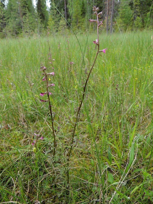 Pedicularis palustris subsp. borealis - pohjanluhtakuusio on kaksivuotinen, pysty ja tavallisesti noin 20-30 cm korkea ruoho. Sen kasvupaikkoina ovat lähinnä ravinteiset ja lettomaiset suot, aapasuot, rantaluhdat ja suoniityt. Ks, Kuusamo, Juuma, Jyrävänjärven pohjoispään itäpuoli, pieni, avoin lettosuo Oulangan kansallispuiston rajalla, 13.7.2015. Koko kuvasarja on samalta kasvupaikalta. Copyright Hannu Kämäräinen.