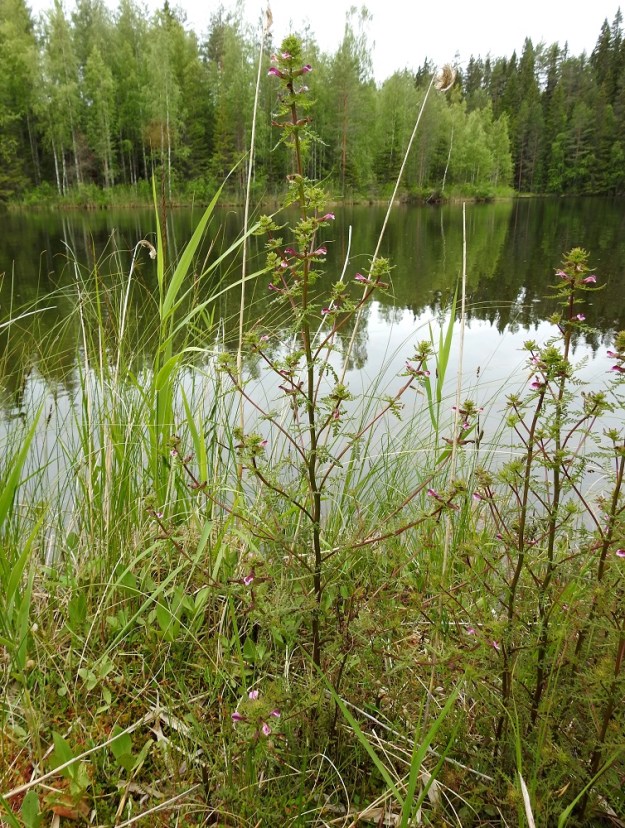 Pedicularis palustris subsp. opsiantha - syysluhtakuusio on kaksivuotinen, pysty ja tavallisesti noin 30-80 cm korkea ruoho. Toisen vuoden verso on aluslehdetön. Varsi on monihaarainen, verson kokoon nähden ohut mutta jäykkä ja taivutettaessa katkeava. Haarat painottuvat yleensä verson keski- ja latvaosaan. PS, Joroinen, Ryyhtölä, Saarikko-lampi, luonnonsuojelualue, lammen suoreunus lähellä vesirajaa, 12.7.2019. Koko kuvasarja on samalta kasvualueelta. Copyright Hannu Kämäräinen.