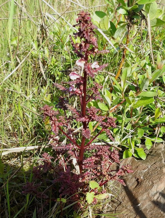 Pedicularis palustris subsp. palustris - kesäluhtakuusio on kaksivuotinen, pysty ja tavallisesti noin 20-40 cm korkea ruoho. Sen alimmat haarat ovat yleensä ylempiä pitemmät, minkä vuoksi verson ulkomuoto on tavallisesti kartiomainen. Erityisesti luhtakuusion ulkomuoto lehtineen tuo mieleen pienen kuusennäreen, mihin suomalainen sukunimikin viittaa. Kansanperinteessä lajille on annettu monia kuvaavia nimiä, kuten kuusiheinä ja näreheinä. Aurinkoisella paikalla luhtakuusio voi olla kauttaaltaan punaruskea. OP, Oulu, Haukipudas, Martinniemi, Kilpukkaperä, Villenniemen pohjoispuolisen lahdelman leveähkö, vetinen rantaniittyalue, 13.6.2019. Copyright Hannu Kämäräinen.
