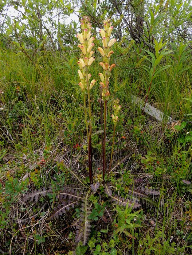 Pedicularis sceptrum-carolinum - kaarlenvaltikka on monivuotinen, lehtiruusukkeellinen, pysty ja tavallisesti noin 40-80 cm korkea ruoho ja puoliloinen. Ks, Salla, Särkelä, Saijantieltä (tie 965) n. 2,1 km Naruskantietä (tie 19865) koilliseen, Särkiaapa, koillislaita, jossa tien molemmin puolin ojanlaitaniityllä yli 100 m:n matkalla, 15.7.2015. Ellei toisin mainita, kuvat ovat tältä samalta kasvupaikalta. Copyright Hannu Kämäräinen.