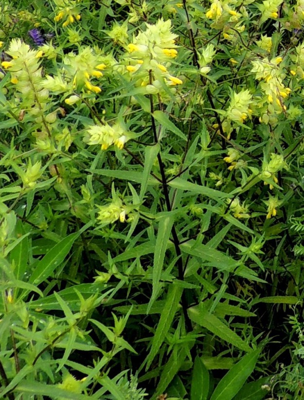 Rhinanthus angustifolius - isolaukku on yksivuotinen, pysty ja tavallisesti noin 20-50 cm korkea ruoho, jonka varsi on tyviosan yläpuolelta haarova. Lehdet ovat varrella vastakkain sekä ristikkäisesti allekkain. EH, Vilppula, Laksinperä, Ukonselän ja Laksi-järven välisen Uittosalmen sillan länsipuolen tienlaitaniitty, 19.7.2015. Copyright Hannu Kämäräinen.