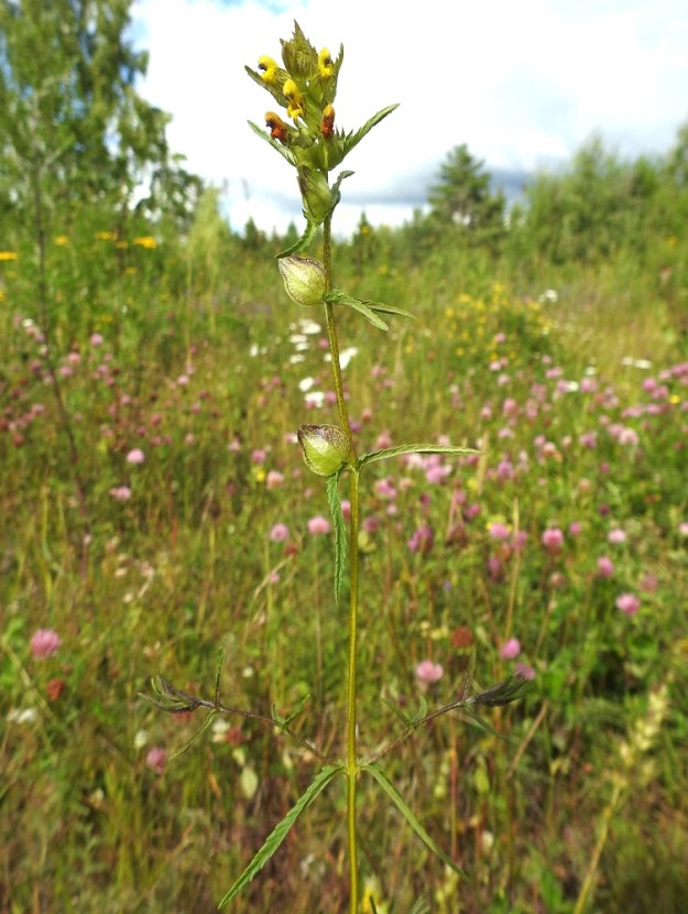 Rhinanthus minor subsp. stenophyllus - syyspikkulaukku on yksivuotinen, pysty, useimmiten haarova ja tavallisesti noin 20-40 cm korkea ruoho. EH, Hämeenlinna, Majalahti, Louhoksentien varren maanläjitysalue, itäpää, täytemaakentän tasattu alue, johon ei vuosikausiin ole ajettu uutta maata, 26.7.2017. Koko kuvasarja on samalta kasvupaikalta. Copyright Hannu Kämäräinen.