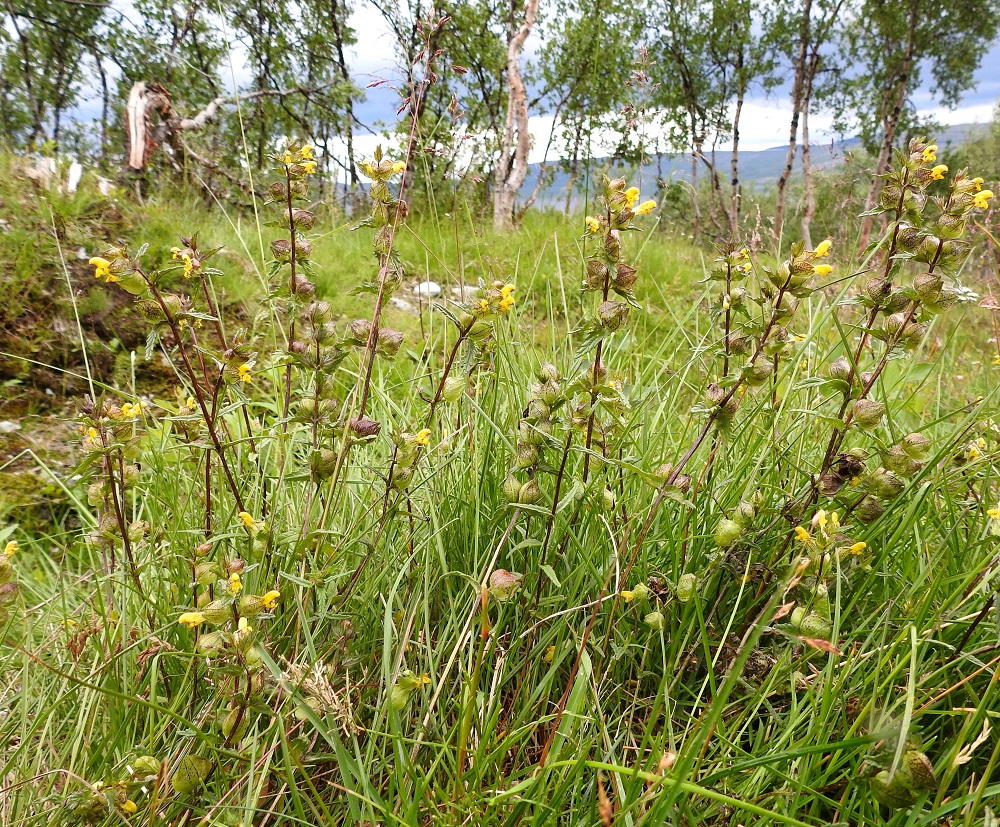 Rhinanthus minor subsp. groenlandicus - lapinpikkulaukku on yksivuotinen, pysty ja tavallisesti noin 20-50 cm korkea ruoho, jonka kasvupaikkoina ovat lähinnä tunturikoivikot, erilaiset niityt, laitumet, kaikenlaiset pientareet ja tienvarret. EnL, Enontekiö, Kilpisjärvi, Saanan lounainen alarinne, tunturikoivikko retkeilykeskuksen kaakkoispuolella, 515 m mpy, 16.7.2023. Copyright Hannu Kämäräinen.