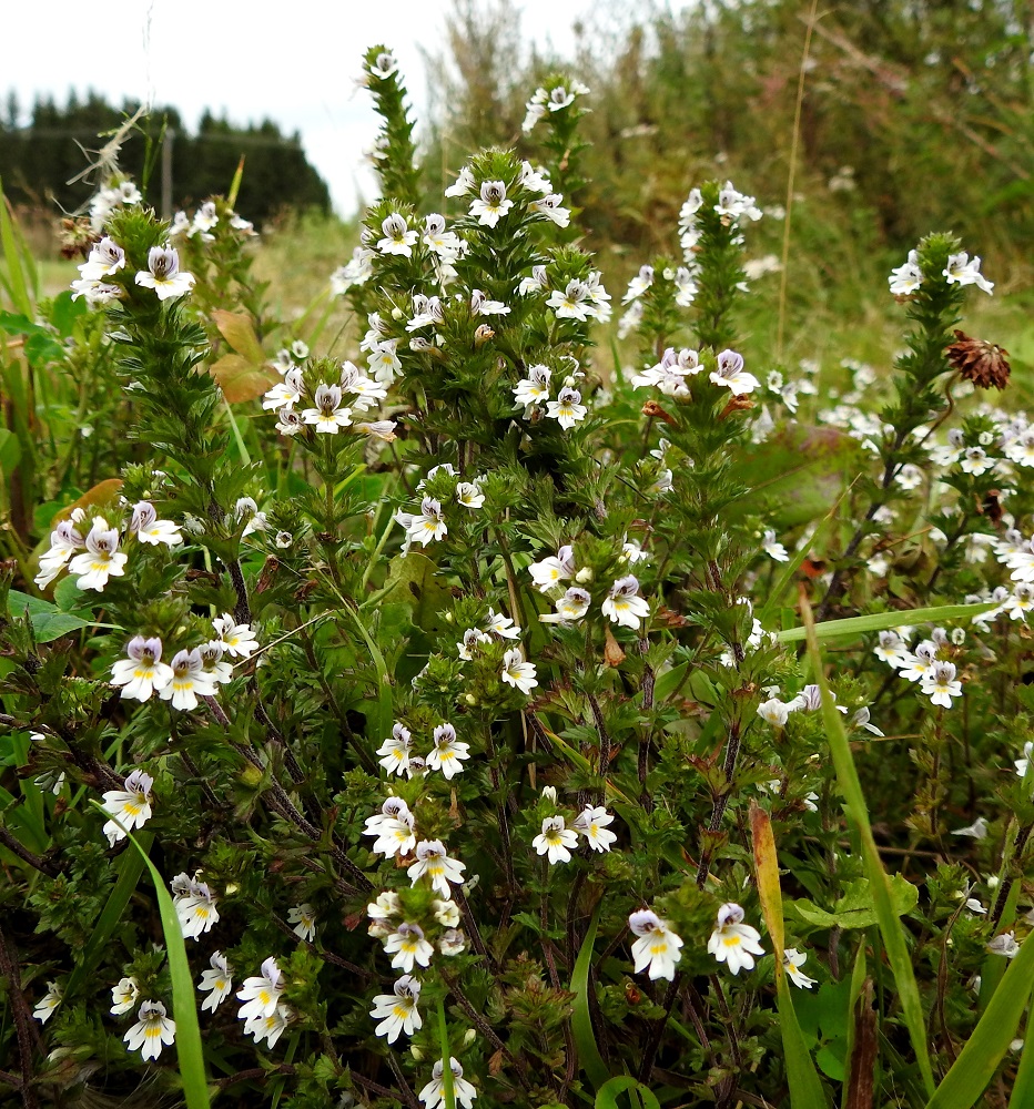 Euphrasia nemorosa - tanakkasilmäruoho on runsaskukkainen ja sukunsa näyttävimpiin kuuluva laji. Se on muiden silmäruohojen tavoin puoliloinen, joka yhteyttää normaalisti, mutta kukinnan ja siementuotannon varmistamiseksi loisii ympäröiviltä kasveilta itselleen lisäravinteita. EH, Hämeenlinna, Loimalahti, Sampo, Louhoksentieltä kaakkoon lähtevän peltotieuran laide, 4.9.2020. Copyright Hannu Kämäräinen.