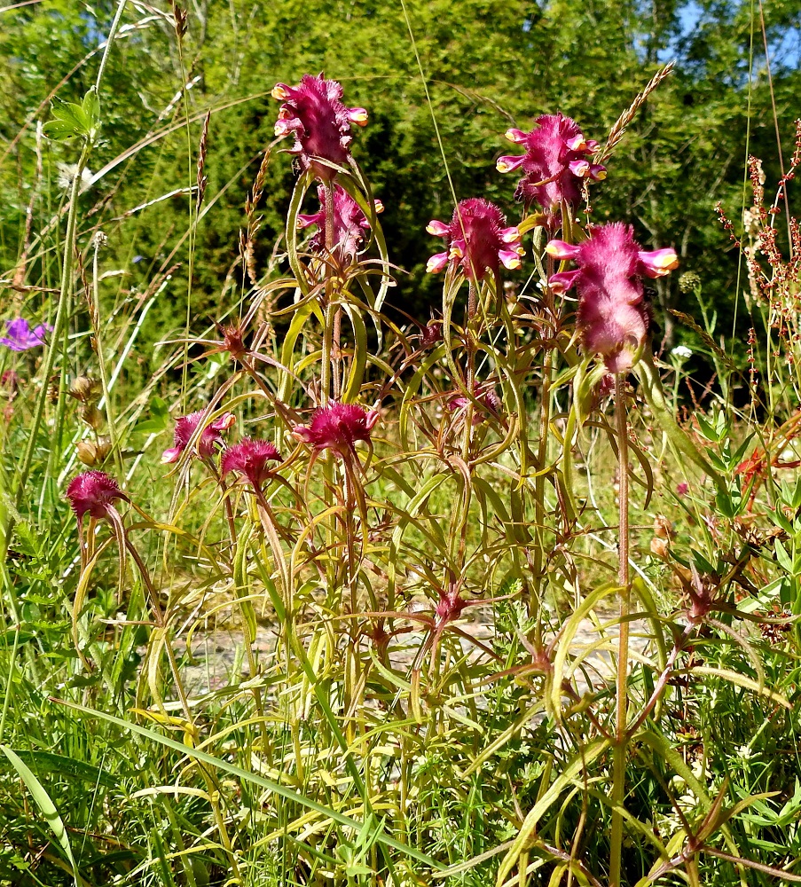 Melampyrum cristatum - tähkämaitikka on muiden maitikoiden tavoin puoliloinen. Se ei kykene pienellä juuristollaan itsenäisesti hankkimaan tarpeeksi ravintoa kasvamiseen, kukkimiseen ja yksivuotiselle kasville olennaiseen siementen tuotantoon. Hennot sivujuuret kasvaessaan törmäävät toisten kasvien juuriin. Tällöin sivujuuri kasvattaa imunystyrän, joka tarttuu vieraan kasvin juureen. Nystyrään virtaavat entsyymit sulattavat loisittavan juuren puhki, ja imujuuri alkaa vetää lisäravinteita toisesta juuristosta. 10.7.2017. Copyright Hannu Kämäräinen.