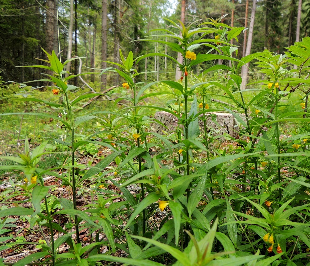 Melampyrum sylvaticum - metsämaitikka on yleensä pysty ja tavallisesti noin 10-30 cm korkea ruoho. Varsi on haaraton tai niukasti haarova ja useimmiten vihreäsävyinen. St, Pori, Reposaari, eteläosa, lounaispuoli, metsän laide pikkutien varrella, Junnilanjärven kaakkoispään kohdalla, 14.7.2014. Copyright Hannu Kämäräinen.