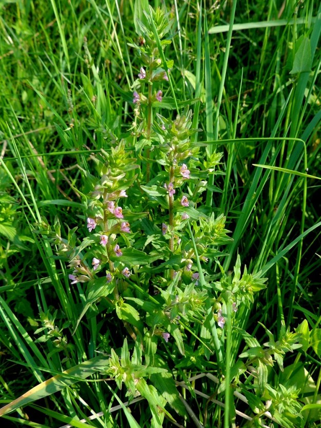 Odontites litoralis subsp. fennicus - suomensuolasänkiö on puoliloinen, joka yhteyttää normaalisti. Yksivuotiselle lajille olennaisen tärkeän siementuotannon turvaamiseksi sillä on myös kyky loisia ympäröivää kasvikuntaa. 8.7.2013. Copyright Hannu Kämäräinen.