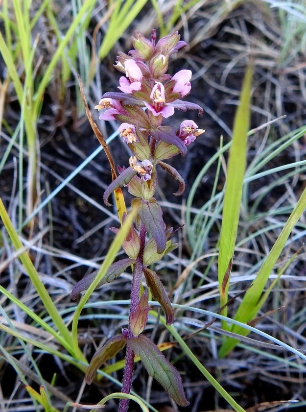 Odontites litoralis subsp. litoralis - lännensuolasänkiön kukinto on varren ja mahdollisten haarojen kärkiosassa oleva, tähkämäinen, lyhyehkö ja harsuhko sekä toispuolinen terttu, jonka kukat ovat yksittäin tukilehtensä hangassa. KP, Siikajoki, Tauvo, Tauvonniemi, Ulkonokanhietikon lounaispuolinen merenrantaniitty ja laidunalue, luonnonsuojelualue, 17.7.2021. Copyright Hannu Kämäräinen.